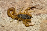 Scorpion, Darūntah