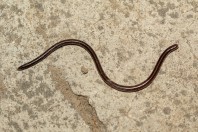 Indotyphlops braminus, Darūntah