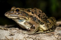 Hoplobatrachus tigerinus, Darūntah