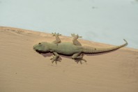 Hemidactylus flaviviridis, Darūntah