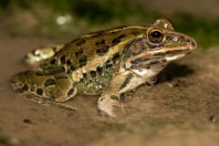 Hoplobatrachus tigerinus, Darūntah