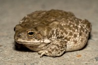 Duttaphrynus stomaticus, Darūntah
