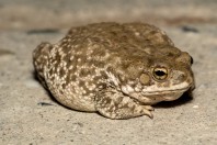 Duttaphrynus stomaticus, Darūntah