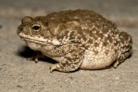 Duttaphrynus stomaticus, Darūntah