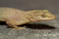 Hemidactylus cf. brooki, Darūntah