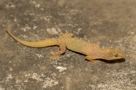 Hemidactylus cf. brooki, Darūntah