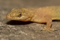 Hemidactylus cf. brooki, Darūntah