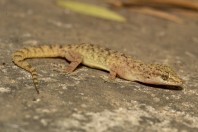 Hemidactylus cf. brooki, Darūntah