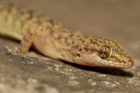 Hemidactylus cf. brooki, Darūntah
