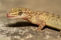 Hemidactylus cf. brooki, Darūntah