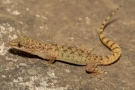Hemidactylus cf. brooki, Darūntah