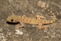 Tenuidactylus sp., Darūntah