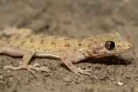Tenuidactylus sp., Darūntah