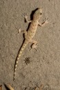 Tenuidactylus sp., Darūntah