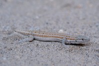 Mesalina cf. watsonana, Nangarhar