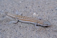 Mesalina cf. watsonana, Nangarhar