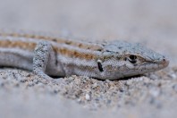 Mesalina cf. watsonana, Nangarhar