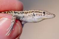 Mesalina cf. watsonana, Nangarhar