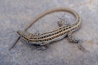Mesalina cf. watsonana, Nangarhar