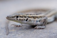 Mesalina cf. watsonana, Nangarhar