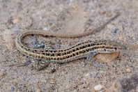 Mesalina cf. watsonana, Nangarhar