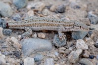 Mesalina cf. watsonana, Nangarhar