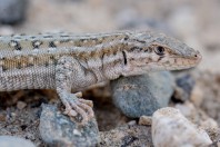 Mesalina cf. watsonana, Nangarhar