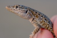 Mesalina cf. watsonana, Nangarhar