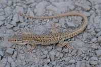 Mesalina cf. watsonana, Nangarhar