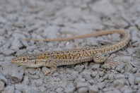 Mesalina cf. watsonana, Nangarhar