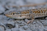 Mesalina cf. watsonana, Nangarhar