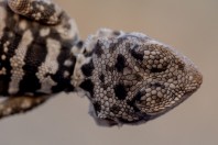 Laudakia nupta, Nangarhar