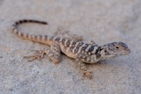 Laudakia nupta, Nangarhar
