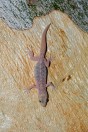 Hemidactylus brooki, Darūntah