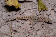 Hemidactylus brooki, Darūntah