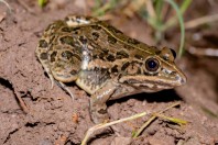 Hoplobatrachus tigerinus, Darūntah