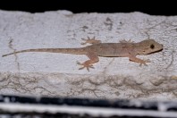 Hemidactylus flaviviridis, Darūntah