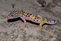 Eublepharus afghanicus, Nangarhar