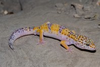 Eublepharus afghanicus, Nangarhar