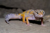 Eublepharus afghanicus, Nangarhar