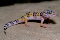 Eublepharus afghanicus, Nangarhar