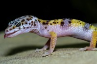 Eublepharus afghanicus, Nangarhar