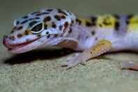 Eublepharus afghanicus, Nangarhar