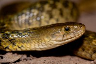 Fowlea piscator, Darūntah