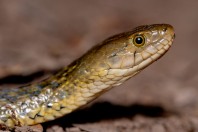 Fowlea piscator, Darūntah