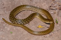 Fowlea piscator, Darūntah