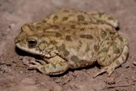 Duttaphrynus stomaticus, Darūntah