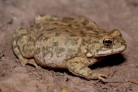Duttaphrynus stomaticus, Darūntah