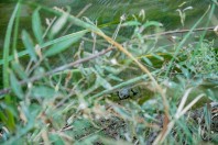 Chrysopaa sternostignata, Gul Bagh