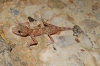 Ptyodactylus hasselquistii, Hurghada